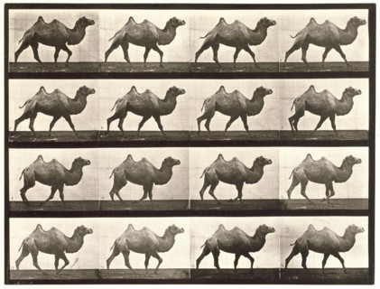 Bactrian camel, 1872-1885.  Creator: Eadweard J Muybridge.