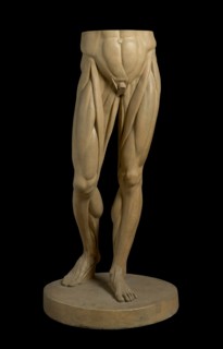Cast of Legs and Stomach of Jean-Antoine Houdon's 1767 Écorché au bras tendu, (19th century?). Creator: Unknown.
