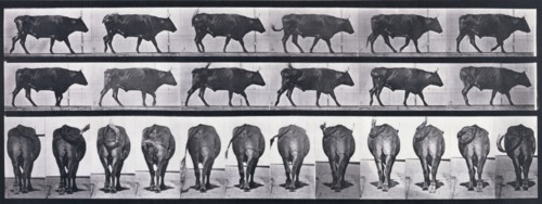 Ox walking, 1872-1885. Creator: Eadweard J Muybridge.