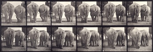 Elephants, 1872-1885.   Creator: Eadweard J Muybridge.