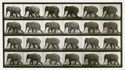 Elephant, 1872-1885. Creator: Eadweard J Muybridge.