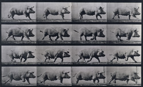 Sow trotting, 1872-1885.   Creator: Eadweard J Muybridge.