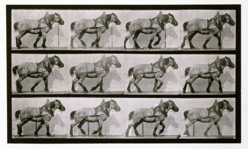 Hauling, 1872-1885.  Creator: Eadweard J Muybridge.