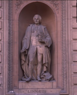 Linnaeus, c1870. Creator: Dennis Gilbert.