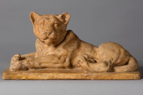Lion cub, c1916. Creator: Arthur George Walker.