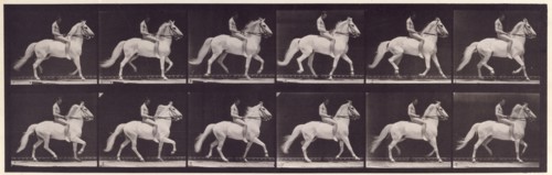 Ambling, (single foot), 1872-1885.  Creator: Eadweard J Muybridge.