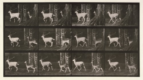 Fallow deer, 1872-1885.  Creator: Eadweard J Muybridge.