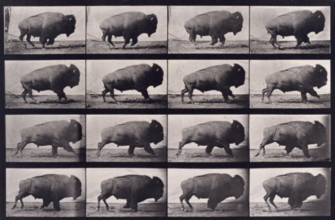 Buffalo, 1872-1885.  Creator: Eadweard J Muybridge.