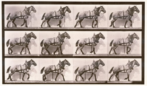 Hauling, 1872-1885. Creator: Eadweard J Muybridge.
