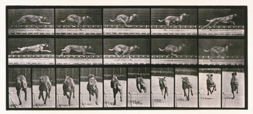 Dog, 1872-1885. Creator: Eadweard J Muybridge.