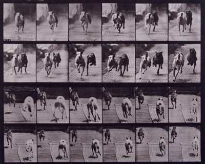 Dogs, 1872-1885.   Creator: Eadweard J Muybridge.