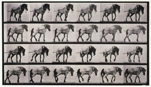 Hauling, 1872-1885.  Creator: Eadweard J Muybridge.