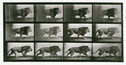 Lion, 1872-1885.  Creator: Eadweard J Muybridge.