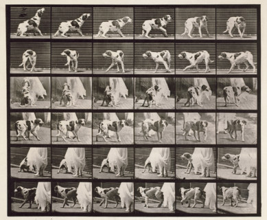 Dog, 1872-1885.  Creator: Eadweard J Muybridge.
