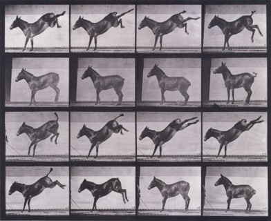 Mule, kicking, Ruth, 1872-1885.   Creator: Eadweard J Muybridge.