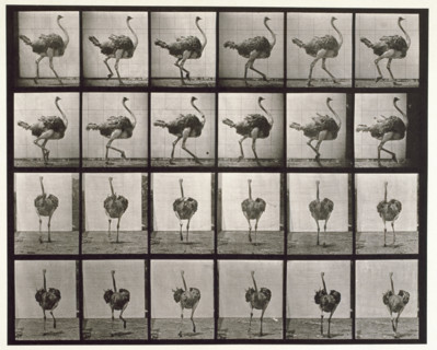 Ostrich, 1872-1885. Creator: Eadweard J Muybridge.