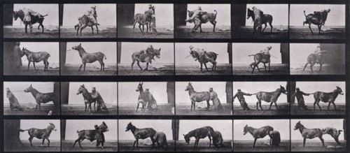 Mule, 1872-1885.  Creator: Eadweard J Muybridge.