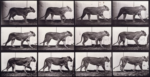 Lioness walking, 1872-1885.  Creator: Eadweard J Muybridge.