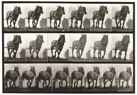 Hauling, 1872-1885.  Creator: Eadweard J Muybridge.