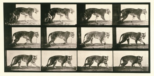 Tigress, 1872-1885.  Creator: Eadweard J Muybridge.