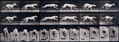 Dog, 1872-1885.   Creator: Eadweard J Muybridge.