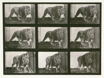 Lion, 1887.  Creator: Eadweard J Muybridge.
