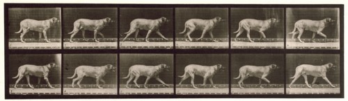 Dog, 1872-1885.  Creator: Eadweard J Muybridge.