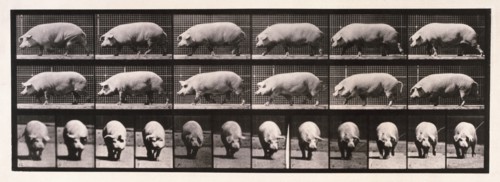Sow walking, 1872-1885.  Creator: Eadweard J Muybridge.