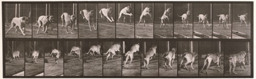 Dog, 1872-1885.  Creator: Eadweard J Muybridge.