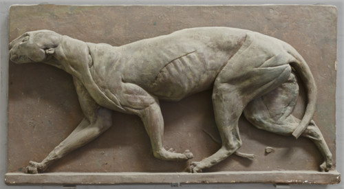 Écorché Panther, mid-late 18th century?  Creator: George Stubbs.