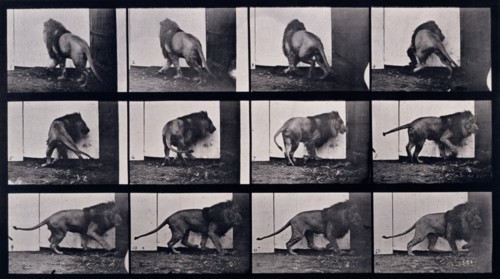 Lion walking, turning around, 1872-1885.  Creator: Eadweard J Muybridge.
