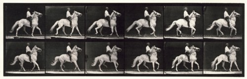 Ambling, (single foot), 1872-1885.  Creator: Eadweard J Muybridge.