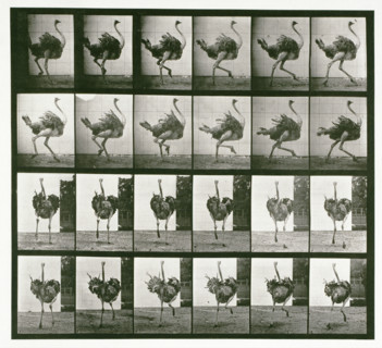 Ostrich, 1872-1885. Creator: Eadweard J Muybridge.