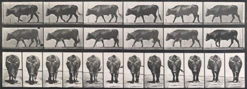 Ox walking, 1872-1885.  Creator: Eadweard J Muybridge.