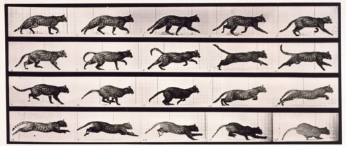 Cat, 1872-1885.  Creator: Eadweard J Muybridge.