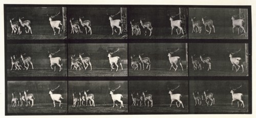 Fallow deer, 1872-1885.  Creator: Eadweard J Muybridge.