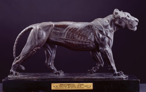 Anatomical Lion, 1897-99. Creator: Briton Riviere.