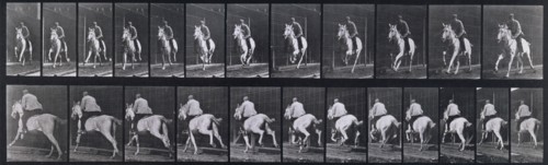 Gallop, 1872-1885.   Creator: Eadweard J Muybridge.
