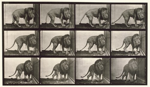Lion, 1872-1885.  Creator: Eadweard J Muybridge.