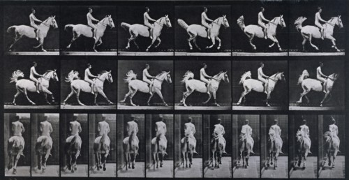 Canter, 1872-1885.  Creator: Eadweard J Muybridge.