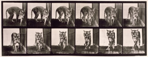 Tigress, 1872-1885.  Creator: Eadweard J Muybridge.