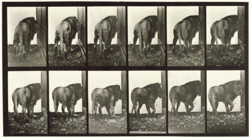 Lion walking turning around, 1872-1885.  Creator: Eadweard J Muybridge.