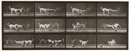 Dogs, 1872-1885.  Creator: Eadweard J Muybridge.