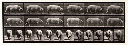Sow, 1872-1885.  Creator: Eadweard J Muybridge.