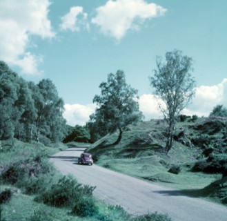 Forest of Dean, c1955.  Creator: Arthur Charles Kirby Ware.