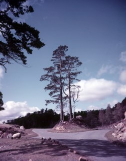 New road and firs, Glen Affric, Scotland, c1955. Creator: Arthur Charles Kirby Ware.