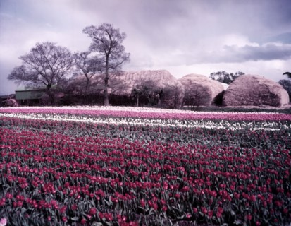 Tulip field near Spalding, Lincolnshire, c1955.  Creator: Arthur Charles Kirby Ware.