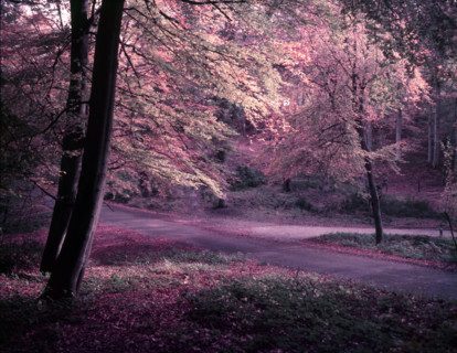 Burnham Beeches, Buckinghamshire, c1955.  Creator: Arthur Charles Kirby Ware.