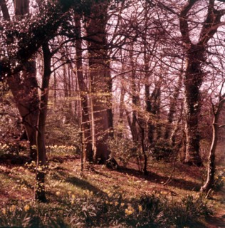 Woodland walk, Palace Hotel, Torquay, Devon, c1955.  Creator: Arthur Charles Kirby Ware.