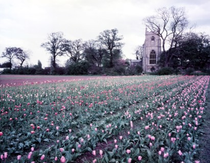 Tulip field near Spalding, Lincolnshire, c1955.  Creator: Arthur Charles Kirby Ware.